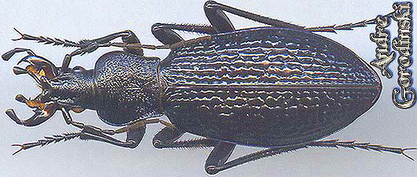 http://www.gorodinski.ru/carabus/Deroplectes staudingeri.jpg